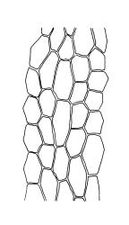 Funaria hygrometrica, upper laminal cells. Drawn from A.J. Fife 9733, CHR 477688, and A.J. Fife 6126, CHR 405698.
 Image: R.C. Wagstaff © Landcare Research 2019 CC BY 3.0 NZ